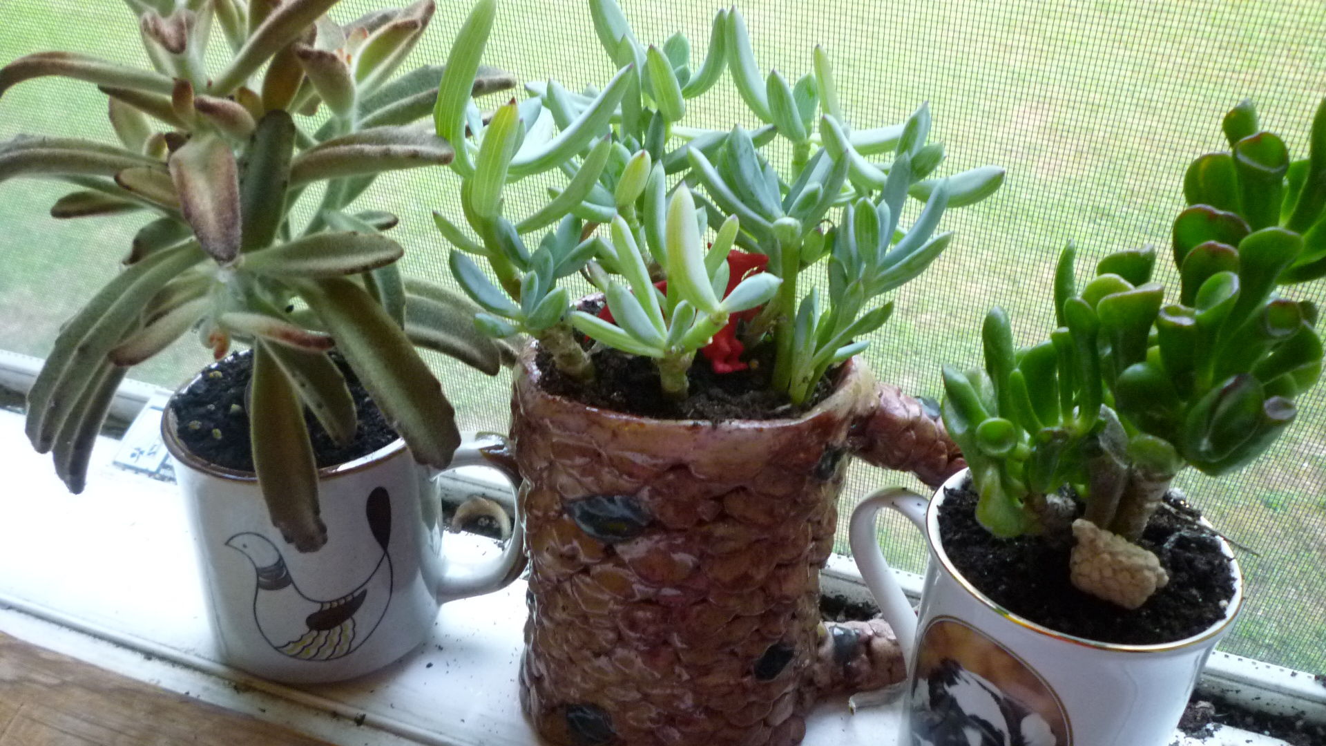 succulents